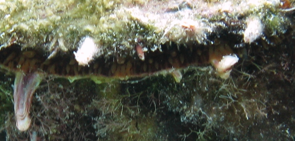 Spondylus gaederopus vivo